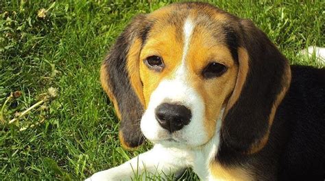 beagle yavru özellikleri